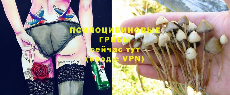 МЕГА ссылка  Дербент  Галлюциногенные грибы MAGIC MUSHROOMS  как найти закладки 